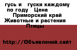 1 гусь и 3 гуски каждому по году › Цена ­ 1 000 - Приморский край Животные и растения » Птицы   